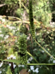 Agastache nepetoides