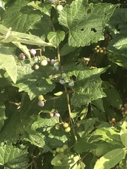 Ampelopsis