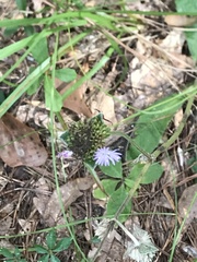 Elephantopus tomentosus