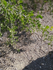 Celtis pallida