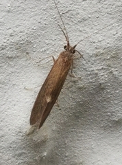 Trichoptera