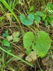 Viola collina