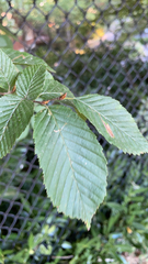 Carpinus betulus