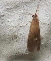 Trichoptera