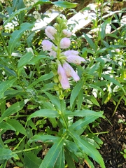 Physostegia virginiana