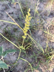 Cenchrus spinifex