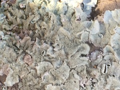 Parmelina tiliacea