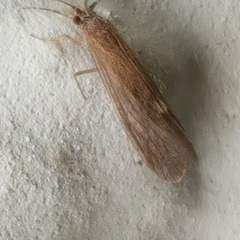 Trichoptera
