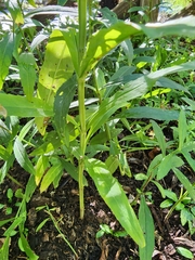 Physostegia virginiana