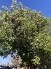 Carya illinoinensis