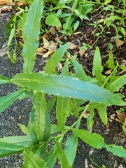 Physostegia virginiana