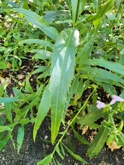 Physostegia virginiana