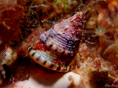 Jujubinus exasperatus