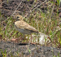 Anthus richardi