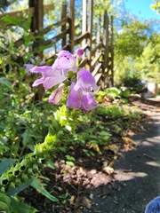 Physostegia virginiana