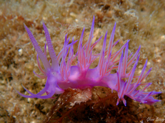 Flabellina affinis