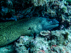 Muraena helena