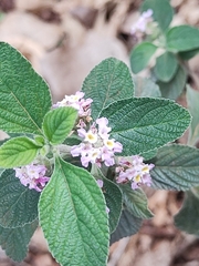 Lippia alba