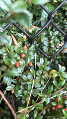 Cotoneaster horizontalis