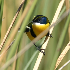 Tachuris rubrigastra