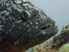 Epinephelus marginatus