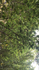 Ulmus thomasii