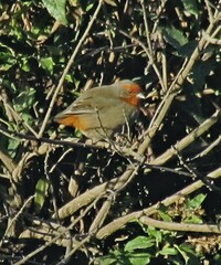 Poospiza baeri