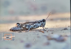 Melanoplus splendidus