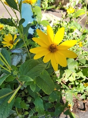 Helianthus strumosus