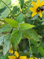 Helianthus strumosus