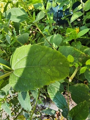 Helianthus strumosus