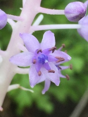 Scilla latifolia image