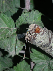 Chalcolestes parvidens