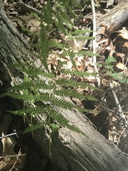 Amauropelta noveboracensis
