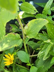 Helianthus strumosus