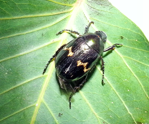 Anomala flavonotata · iNaturalist