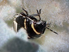 Orsilochides guttata