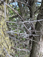 Crataegus crus-galli