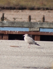 Larus argentatus image