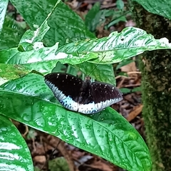 Lexias dirtea