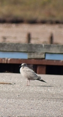Larus argentatus image