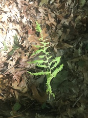 Amauropelta noveboracensis