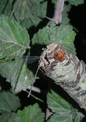 Chalcolestes parvidens