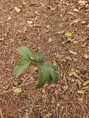 Psidium guajava