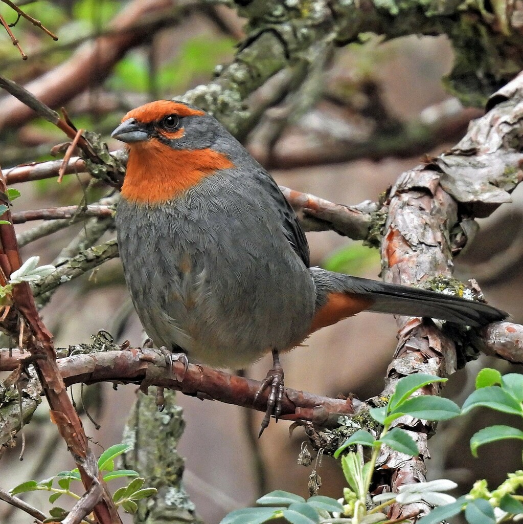 Tucuman Mountain Finch photo