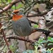 Tucuman Mountain-Finch - Photo no rights reserved, uploaded by Hugo Hulsberg