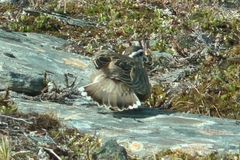 Charadrius morinellus