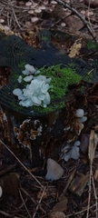 Tremella fuciformis