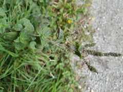 Mentha suaveolens