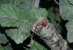 Chalcolestes parvidens